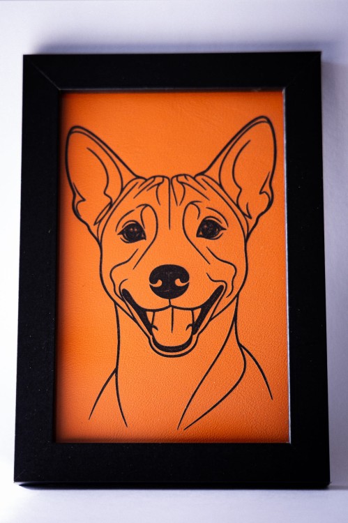 obrazek_Basenji1