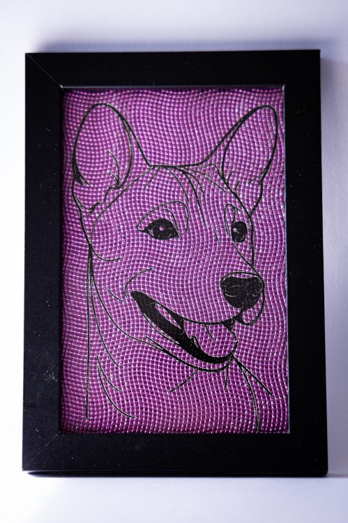 obrazek_Basenji7